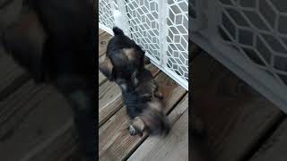Snorkie Puppies Videos