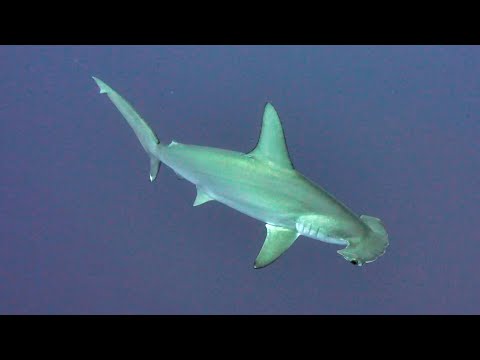 Egipth 2025 (Hurgada, Brothers, Daedalus, Elphinstone)