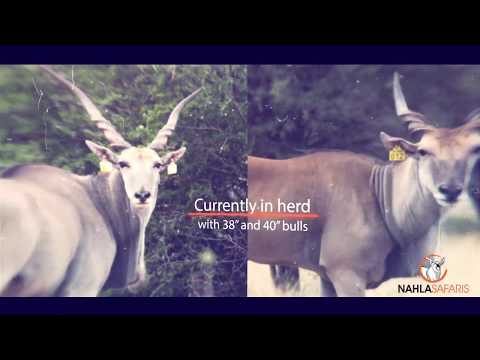 4 x Eland cows on auction - Nahla Safaris