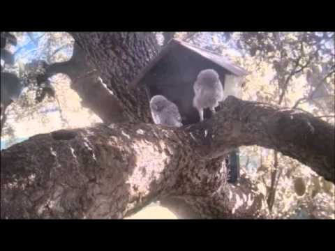 The Little Owlet climb's up the tree to return to the nest box  June 30, 2015