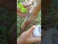 How To Grafting Guava Tree Shorts