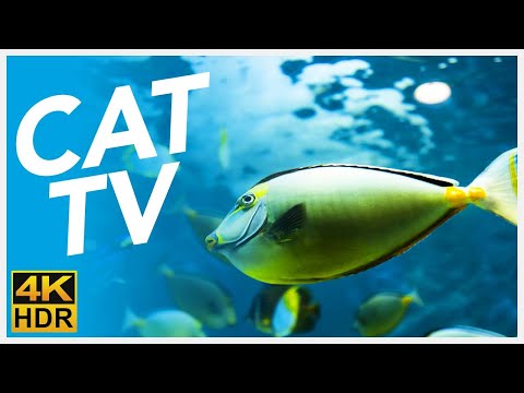 CAT TV 📺 - 20 Hours of Underwater Fish Videos for Cats! (FISH TV 4K)