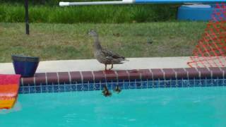 Newborn ducklings learn to use ramp