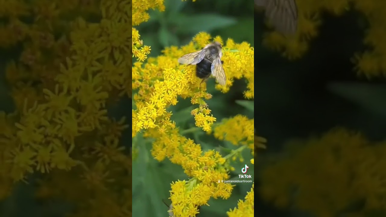 Just a BEE-utiful day #shorts #bee #beezen