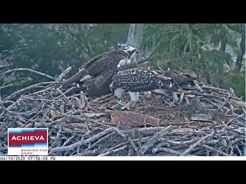 Achieva osprey - A nice family, 19.04.20