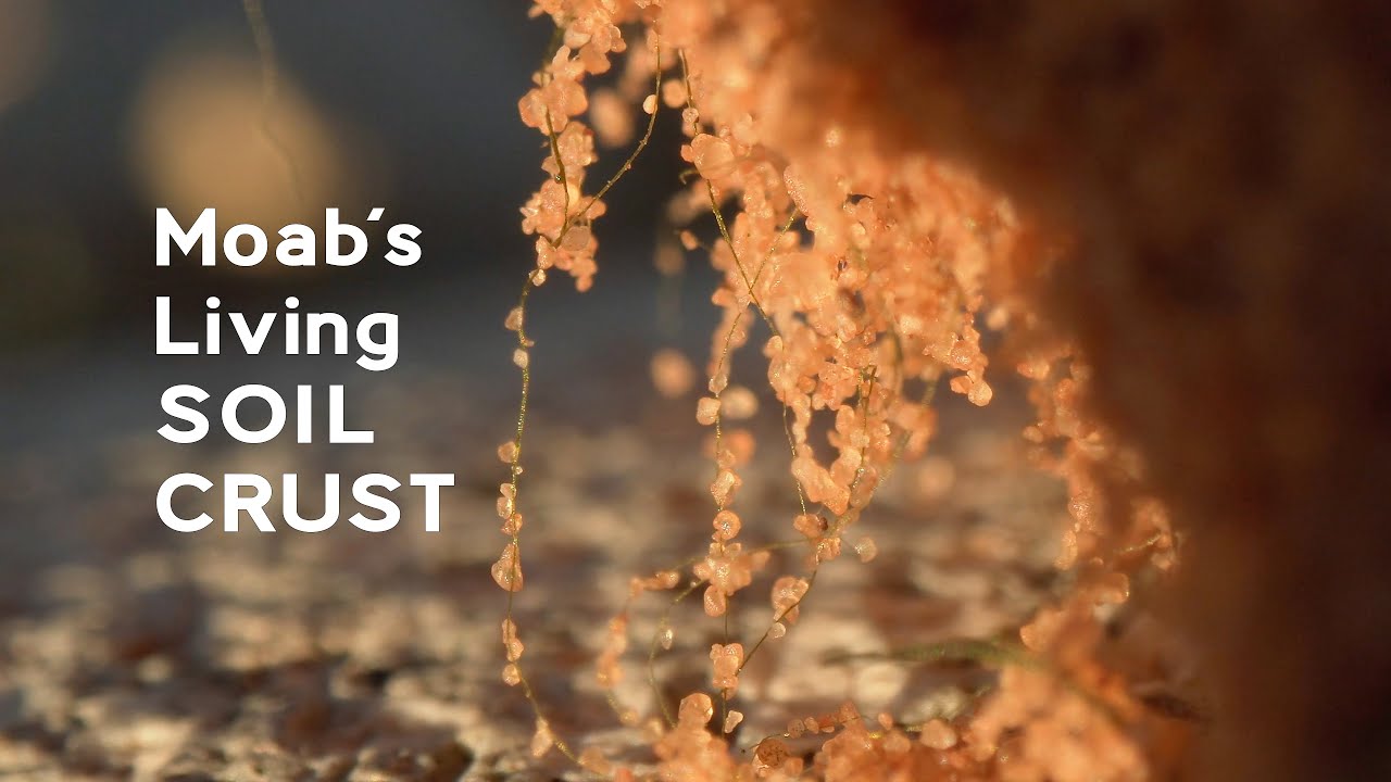 Moab Living Soil Crust