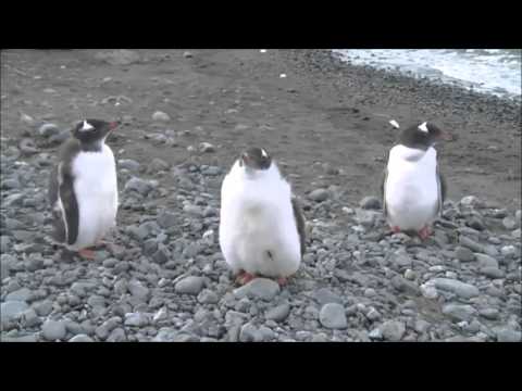Patriarch of Moscow Cyril serves Orthodox Liturgy in Antarctica