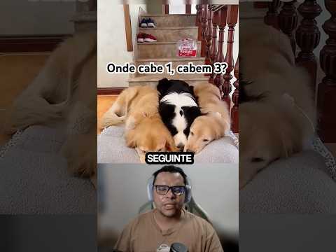 O dono tentou de tudo, mas o resultado foi o mesmo... ❤️