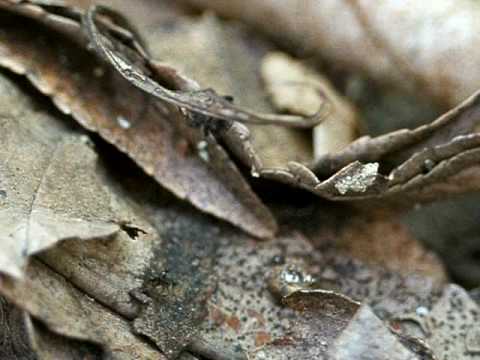 Ariasella lusitanica (104)