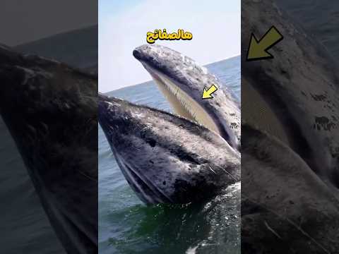 لماذا لا تملك الحيتان أسنانًا؟ 🐋