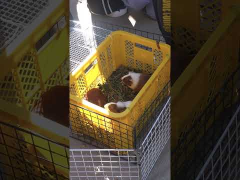 子ども専攻の授業「環境の指導法Ⅰ」において、元・愛媛県立とべ動物園獣医師の宮内泰典先生をお招きし、移動動物園を実施しました！