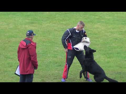 WUSV 2021  CHE 1 - SCHÄRER HEINZ KREACHER VON DER EISENKAUTE C 97