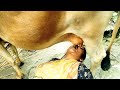 Village Woman Drinking Cow Milk Directly From Udder