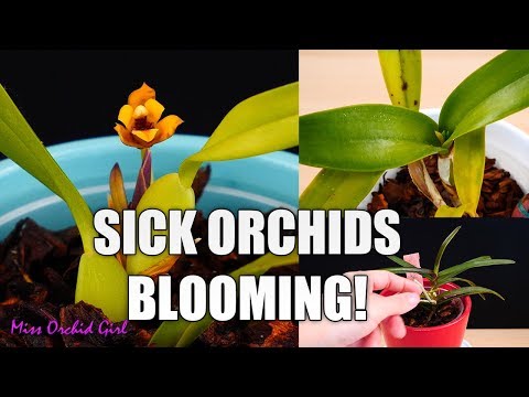 Forgotten, sickly Orchids are now blooming! - Some Orchids you didn't know I had