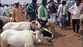 Episode -117| Amingad Yelaga Sheep Market,  Bagalkot  District,  Karnataka, India, 18th May  2024