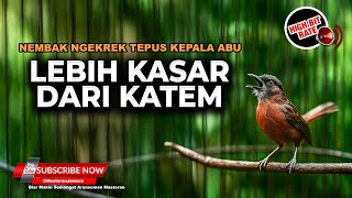Download lagu 🔴 Masteran Lebih Kasar Dari Kapas Tembak Full Breen Tembakan Kasar Tepus Kepala Abu Abu Gacor mp3 Download lagu 🔴 Masteran Lebih Kasar Dari Kapas Tembak Full Breen Tembakan Kasar Tepus Kepala Abu Abu Gacor mp3