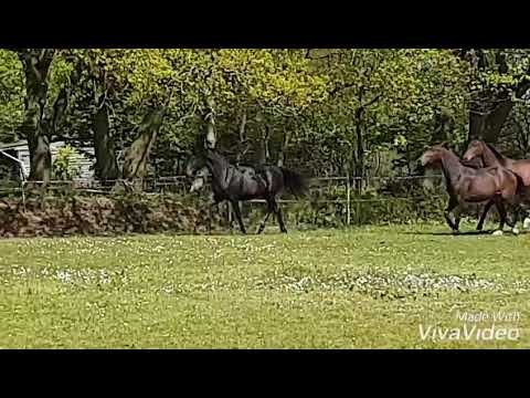 Fürstenball x SAN Amour x Rühmann Stute *2017