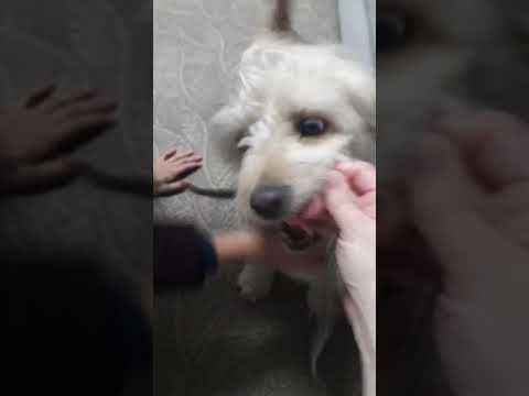 La Paquita está loca por ir al Parque#dog #perros #paquitabedon#mascotas#mimada