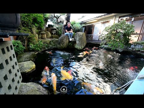 Modern Koi Blog #1997 - Is pond aeration necessary in winter?