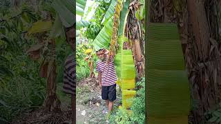 Download lagu video lucu bikin ngakak hiburan warga 62 #funny #comedyterbaru #comedy mp3