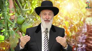 פרשת בהר | הרב יונה מצגר | הבטחה משמיים!