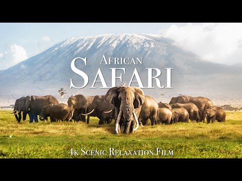 African Safari 4K – Scenic Wildlife Film With African Music