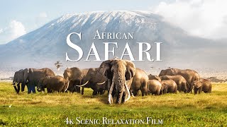 African Safari 4K - Scenic Wildlife Film With Afri
