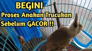 Download lagu Burung Trucukan Muda Belajar Bunyi Cocok Untuk Pancingan 100% Jamin Nyaut mp3