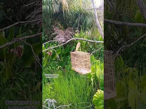 CURIÓ PRESEIRO DE CANAÃ DOS CARAJÁS NEGO DRAMA🐦‍⬛🐦