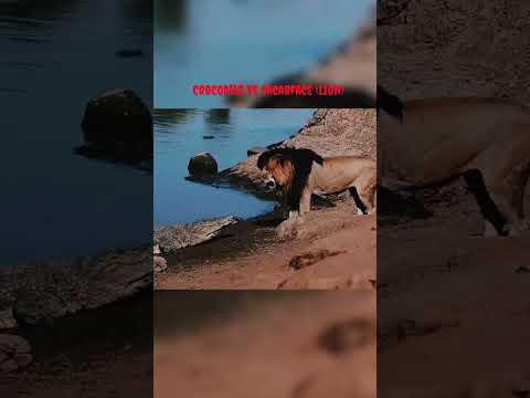 Crocodile vs scarface (lion) 💀🦅 #scarface #lion #goat #trending