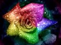 Will Downing-Lover's Paradise