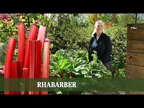 So einfach wächst Rhabarber im Garten – Alles zu Pflege, Standort & Ernte
