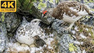 Rock Ptarmigan: 160 Days From Egg to Survivor (Wildlife Documentary Full Life Cy