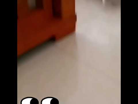 Funny Cat Reaction Part 1 | #cats