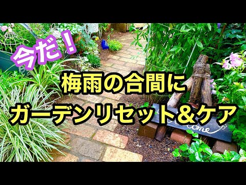 間違いを植え替えないでください 花に空気を含ませる 葉のメンテナンス 蘭の手入れのヒント ポット
