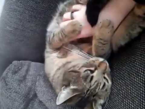 Bauchikraulen bei Jesma