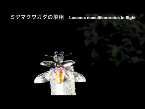 ミヤマクワガタの飛翔　Lucanus maculifemoratus