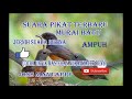 Suara Pikat Murai Batu Betina Jernih Sangat Ampuh Memanggil Jantan