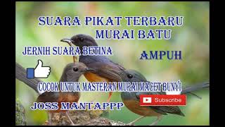 Download lagu suara pikat murai batu betina jernih sangat ampuh memanggil jantan mp3