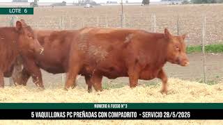 5 Vaquillonas PC Preñadas - Los Choles - Plaza Ganadera