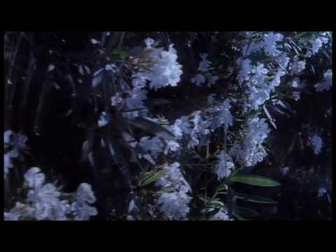 White Oleander - Broken.wmv