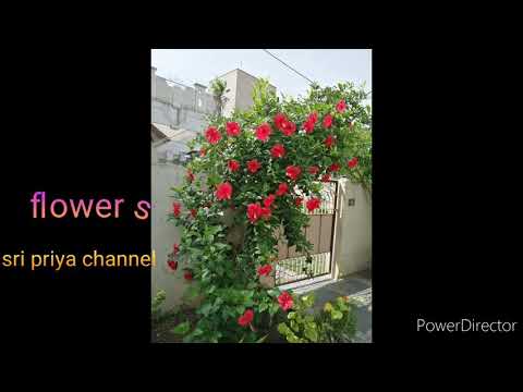అందమైన పూలు Flower Sripriya Channel