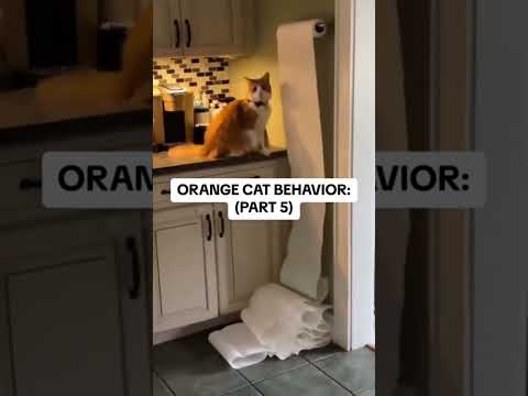 Funny cat video# funny animals# videos pets funny #funnycat #funnyanimals #cutecat #cats #funnypets