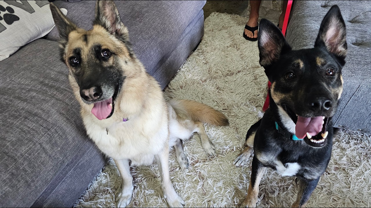 Enlarge Rocky Road, a Adoptable mixed breed in Boise, ID video 6/6