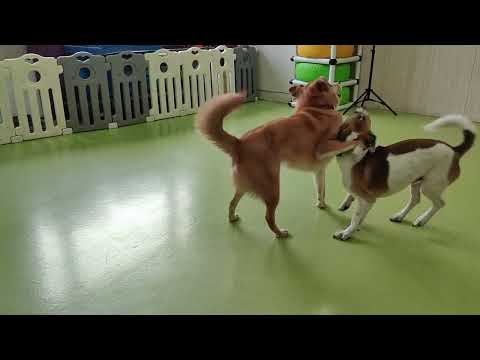 Dog Couples Play (Dahuang x Spot)