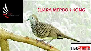 Download lagu merbok betina mp3