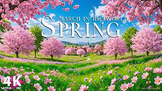 March Spring 4K - First Blossoms, Soft Light & A Season Awakening | Relaxing Music