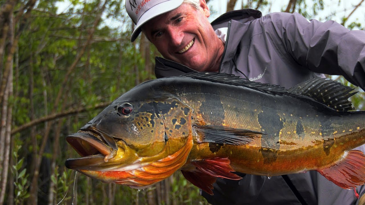 Amazon Peacock Bass - Jungle Fly Fishing by Todd Moen Amazon Peacock Bass - Jungle Fly Fishing by Todd Moen