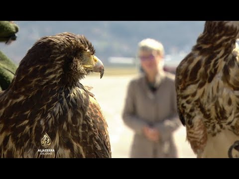 Jastrebovi štite slijetanje aviona u Vršcu