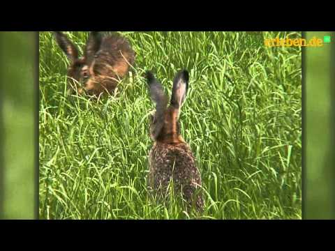 Der Feldhase im Portrait